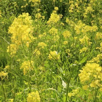 Mustard flowers all around☀️