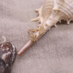 עגילים צמודים לאוזן,עגילי זהב צמודים לאוזן, עגילי כוכב צמודים לאוזן, עגילים לחיילות, עגילים תקניים לצבא (1)